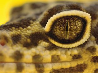 Close-up of leopard gecko eye
