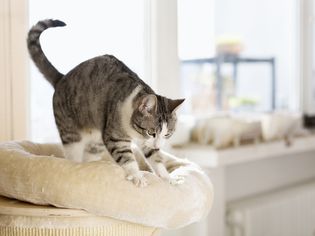Tabby cat kneading a white cat bed. 