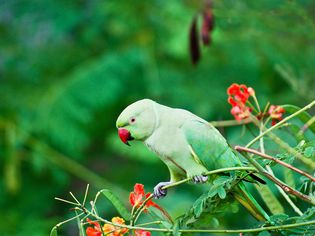 Indian Ringnecks Make Delightful Companions