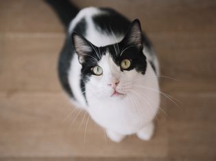 Back and white cat looking up