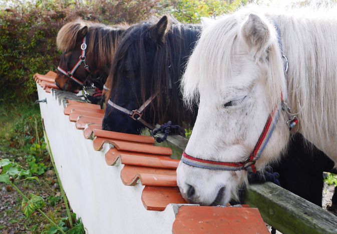 Ponies eating in a row