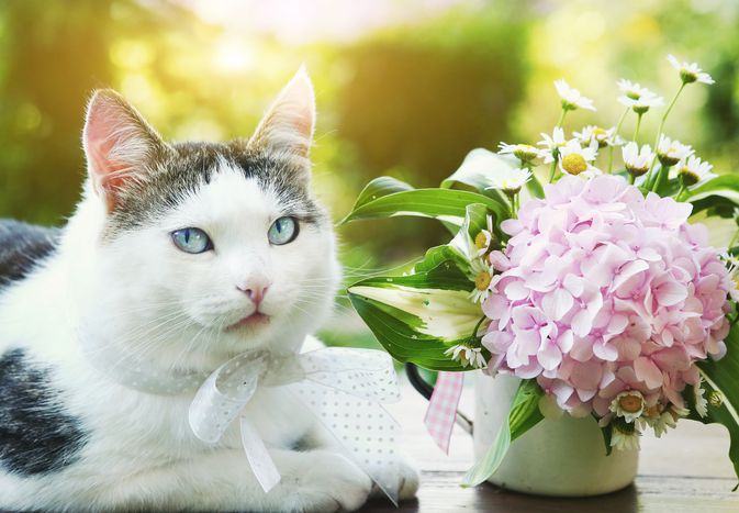 cat and hydrangea flower
