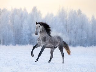Grey Andalusian cantering in a snowy paddock