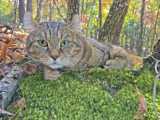 Highlander cat