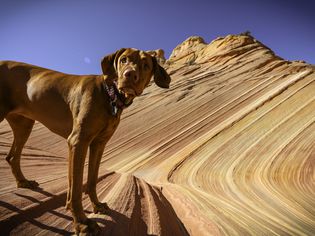 Dog at the wave
