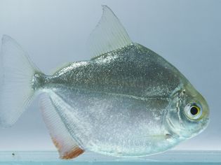 Schreitmuller's silver dollar (Metynnis hypsauchen), side view