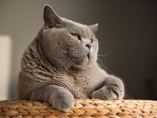 grey cat looking out toward the sun