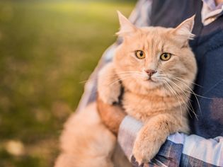 old cat