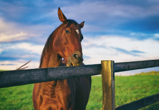 horse chewing wood