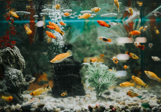 Tropical fish community aquarium