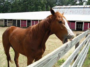 Horse crib biting on fence