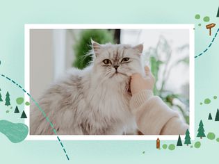 long-haired white cat being pet on face with photo treatment