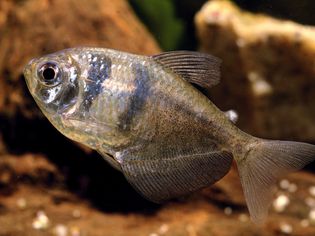 Black widow tetra