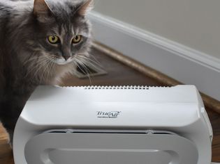 A cat standing near the Hamilton Beach TrueAir Compact Pet Air Purifier
