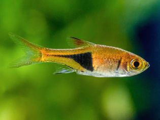 Harlequin rasbora fish with yellow and black scales swimming closeup