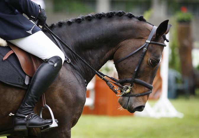Harmony between horse and rider