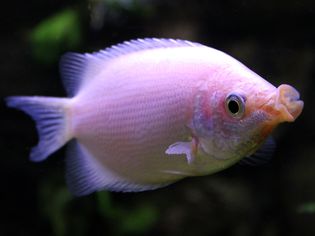 Helostoma temminckii - Kissing Gourami