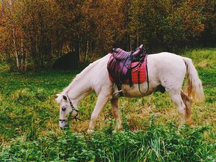Horse Grazing On Field