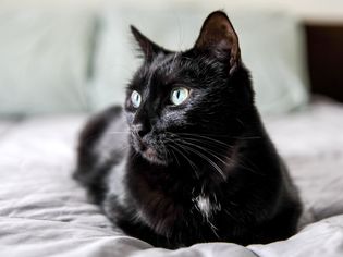 black cat
