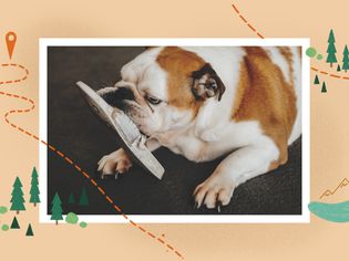 photo treatment of destructive dog