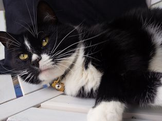 Black and white sad-looking cat laying on white wooden chair closeup