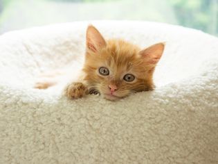Tan-colored kitten laying in a white round bed