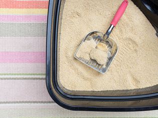 litter box with clumps of waste