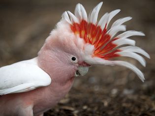Major Mitchell Cockatoo