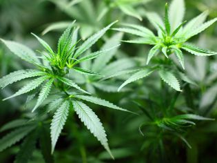 Marijuana plant