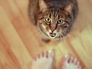 Photo of Cat Cat Seeking Attention by Meowing