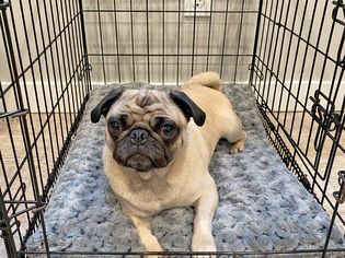 MidWest Homes for Pets QuietTime Crate Bed