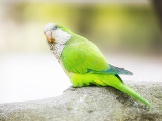 Monk Parakeet in Barcelona