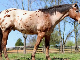 Apaloosa horse with brown spots on a cream colored coat