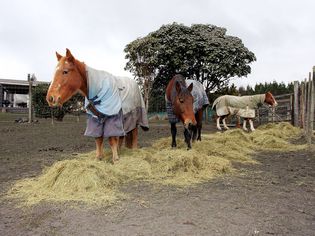 Horses fed large amounts of hay all at once tend to eat the best bits and waste the rest.