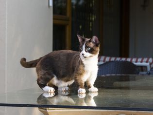 Munchkin cat relaxing in the garden, Johannesburg.