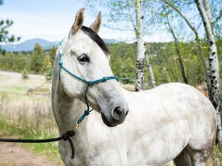 White horse with black hair standing outside