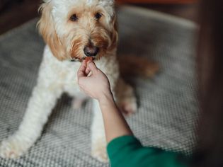Dog taking medication