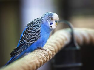 Parakeet Budgie Budgerigar
