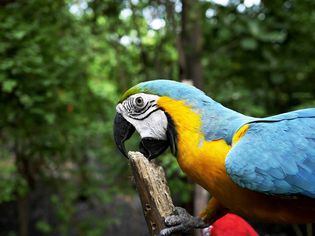 Parrot