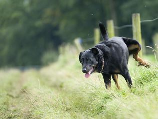 dog lifting leg to urinate on grass