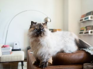 Himalayan cat on brown leather couch in living room