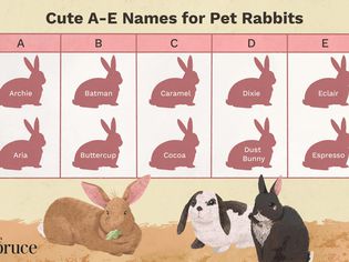 Cute Names for Pet Rabbits