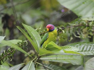Plum-headed Parakeet
