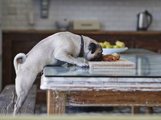 Pug eating food off the table
