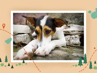 photo treatment of puppy blues