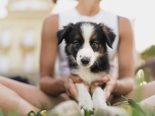 australian shepherd puppy sitting in human's lap at park