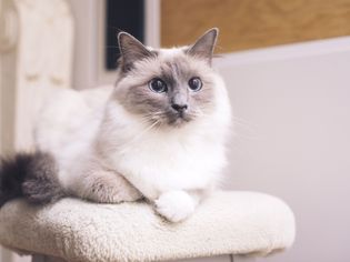 Ragdoll cat lying down, portrait