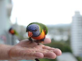 Rainbow lorikeet eating from a person's hand