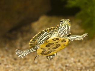 Red-eared slider swimming