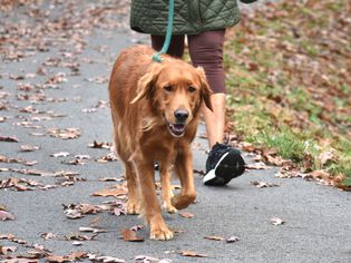 Owner walking her dog on a path